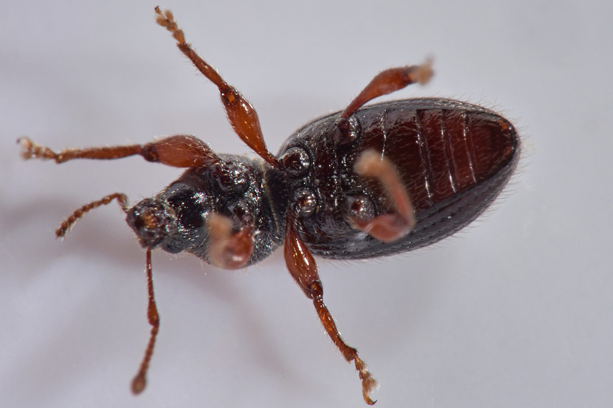 Curculionidae: Exomias pellucidus pellucidus